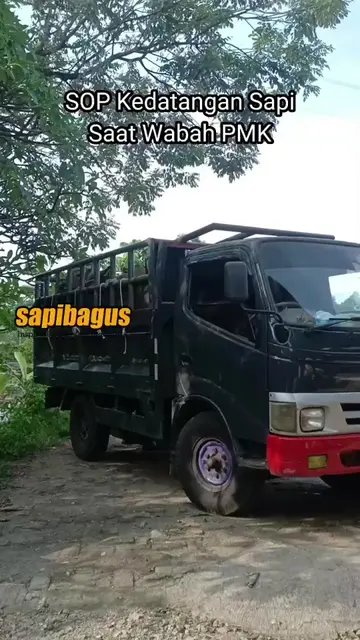 SOP-Kedatangan-Sapi-Saat-Wabah-PMK